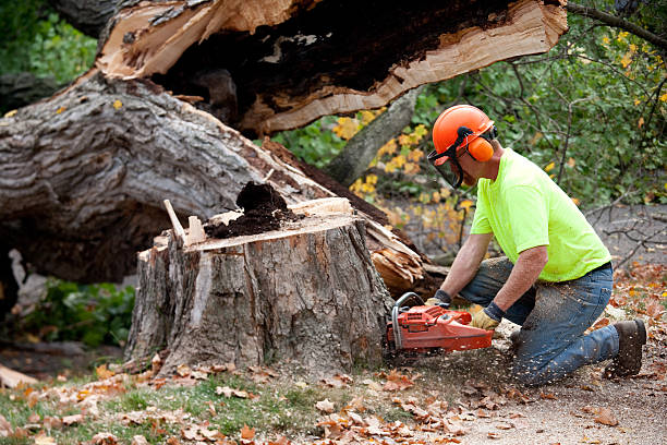 How Our Tree Care Process Works  in  Prattville, AL